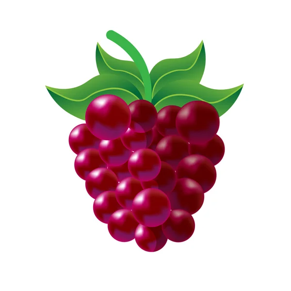白色一个树莓 — 图库矢量图片