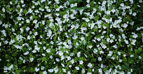 Viele kleine fliederfarbene Blüten — Stockfoto