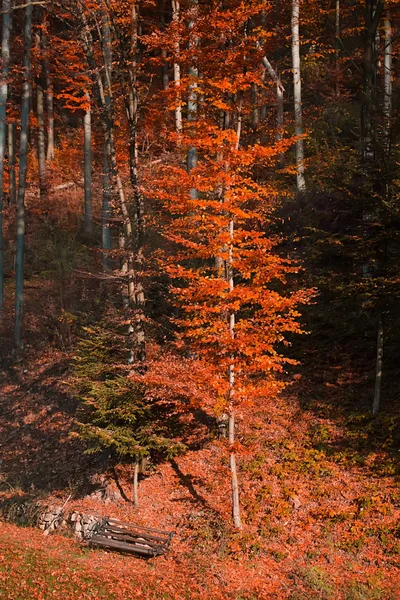 Höstens skogslandskap — Stockfoto