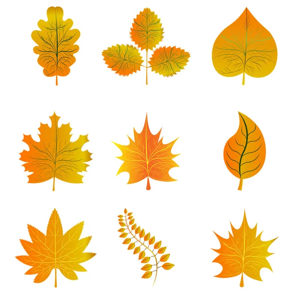 Yellow leaves set — Stock Vector