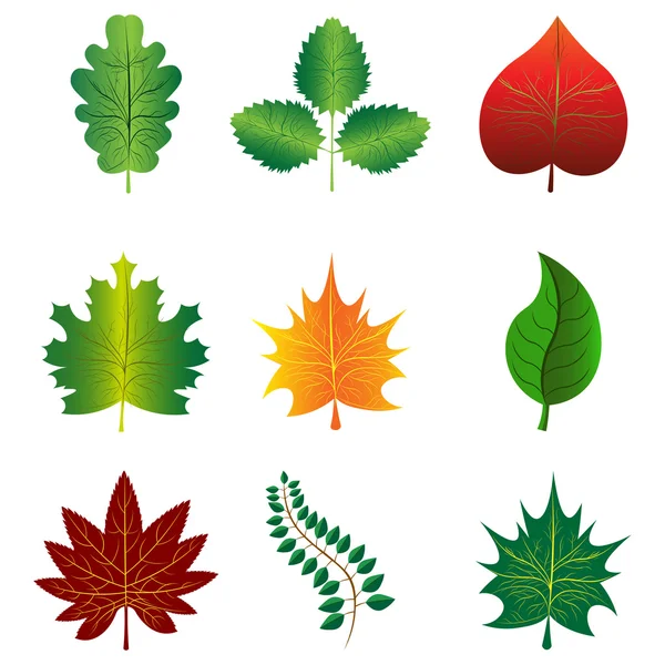 Colorful leaves set — Stock Vector
