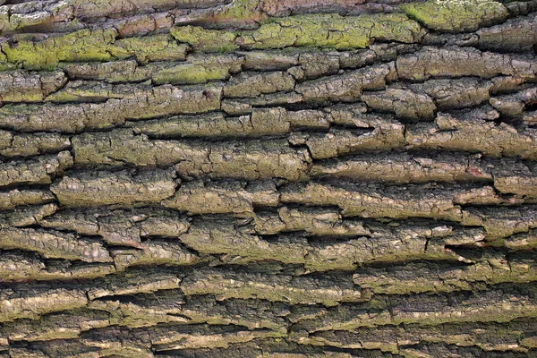 Textura de casca de árvore com líquenes — Fotografia de Stock