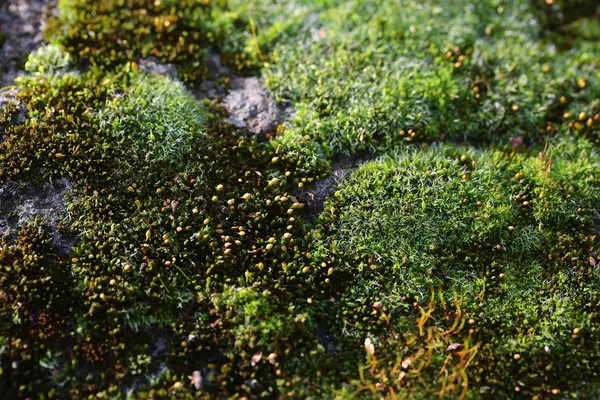 Grön mosses på rock — Stockfoto