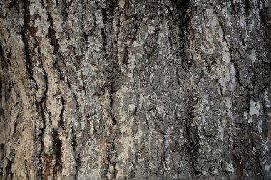 Ağaç kabuğu dokusu