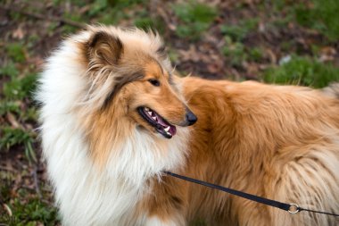 Collie köpek açık