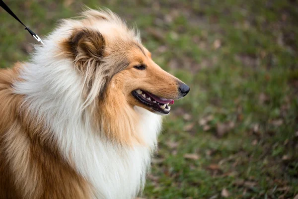 Collie köpek açık — Stok fotoğraf