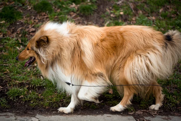 Collie köpek açık — Stok fotoğraf