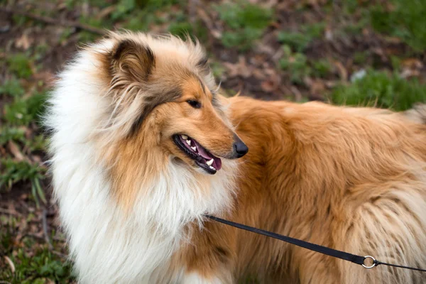 Collie cão ao ar livre — Fotografia de Stock