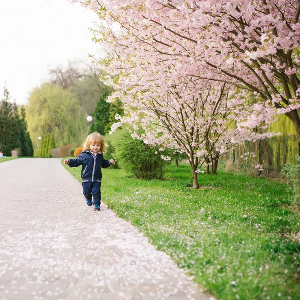 Маленький мальчик цветущее дерево — стоковое фото