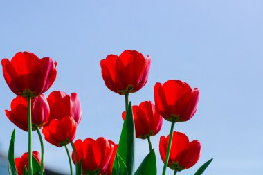 Kırmızı güzel Lale