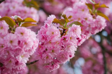 Pembe çiçek çiçek