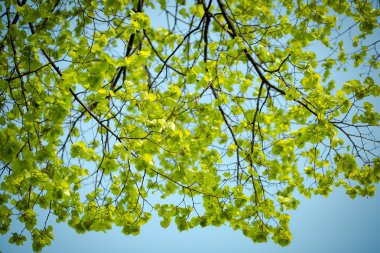 Ağaçtaki yeşil yapraklar