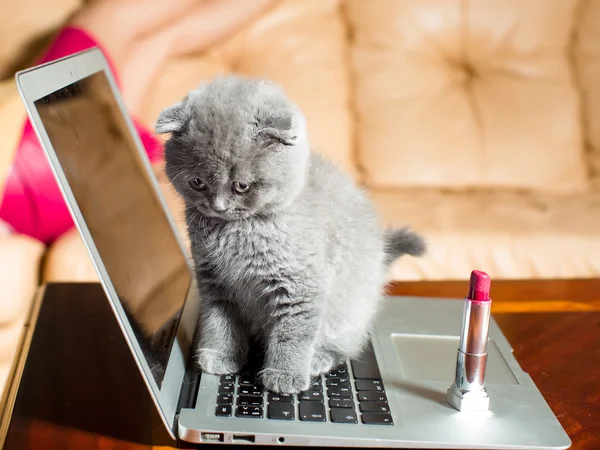 Kitten op laptop met lippenstift — Stockfoto