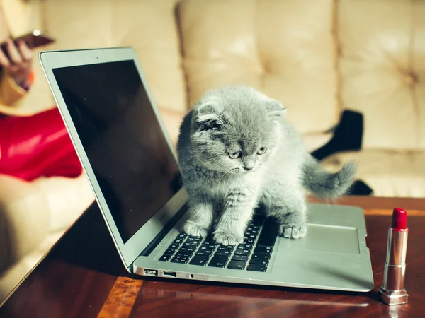 Chaton sur ordinateur portable avec rouge à lèvres — Photo