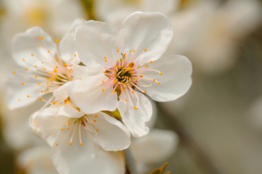 Bahar çiçeği güneşte