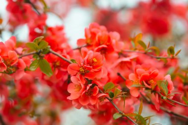 Bahar çiçeği güneşte