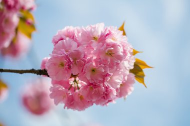 Pembe çiçek çiçek