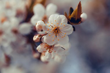 Bahar çiçeği güneşte