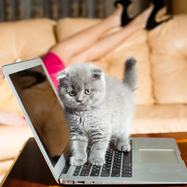 Chaton assis sur ordinateur portable — Photo