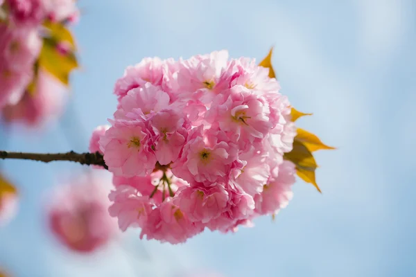 Rosa Blumen in Blüte — Stockfoto