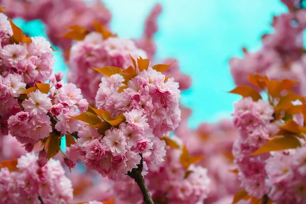 Spring blossom in sun — Stock Photo, Image