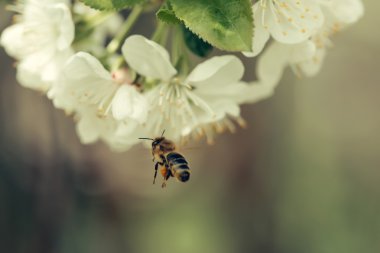 Bahar çiçeği, arı
