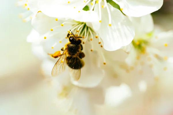 Bee in spring blossom — Stock Photo, Image
