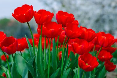 Kırmızı güzel Lale