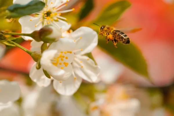 Bee in spring blossom — Stock Photo, Image