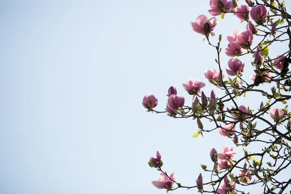 Fiori in fiore rosa — Foto Stock