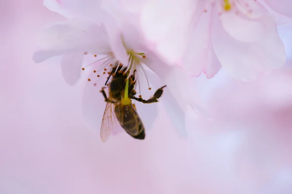 Bee on the flower — Stock Photo, Image