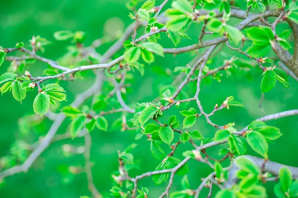 Hojas verdes fondo — Foto de Stock