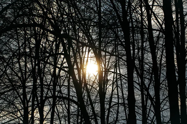 Kale bomen silhouet op zon — Stockfoto