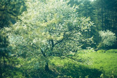 Bahar çiçeği güneşte