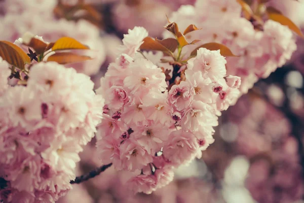 Rosa Sakura-Blüten in Blüte — Stockfoto