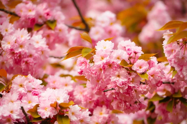 Fiore di drappo rosa — Foto Stock