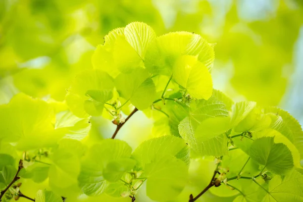 Folhas verdes na árvore — Fotografia de Stock