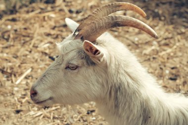 Beyaz domestick keçi