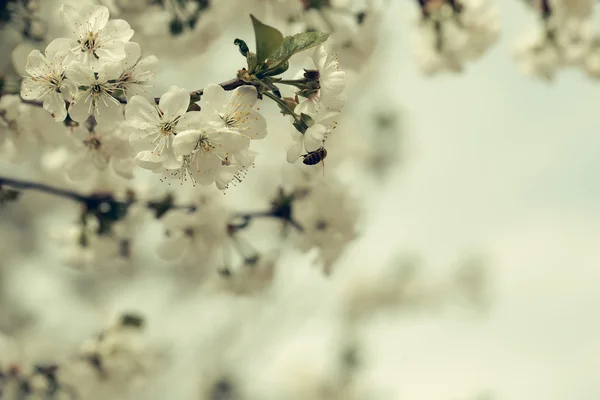 Biene in der Frühlingsblüte — Stockfoto