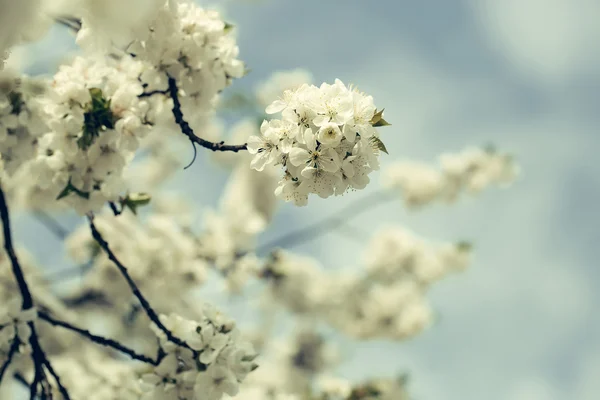 Frühlingsblüte in der Sonne — Stockfoto