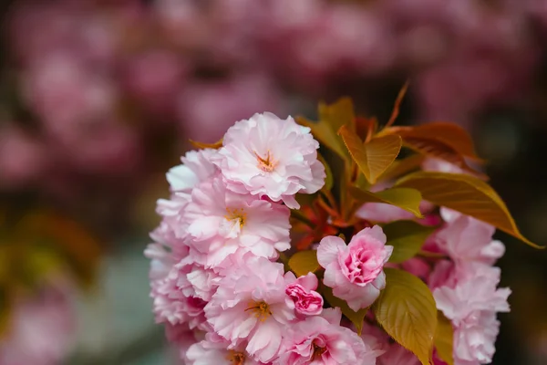 Flor de primavera en el sol — Foto de Stock