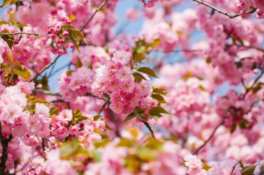 Çiçeği pembe sakura çiçeklenir
