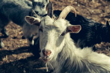 Yerli keçi hayvan