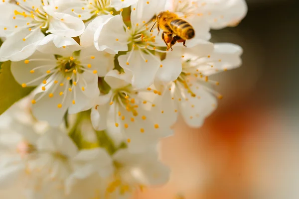 Bee in spring blossom — Stock Photo, Image