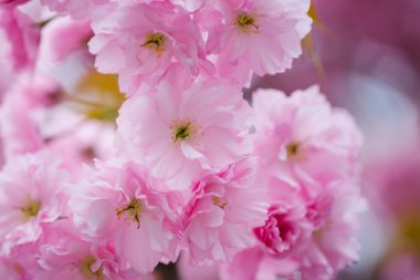 Pembe çiçek çiçekler