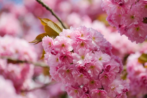 Flores rosas en flor — Foto de Stock