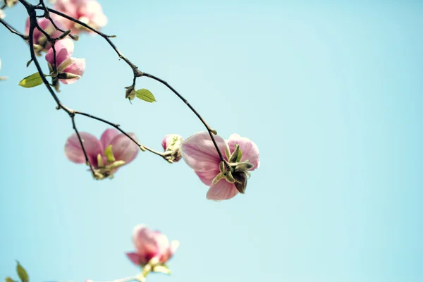 Rosa blühende Blumen — Stockfoto