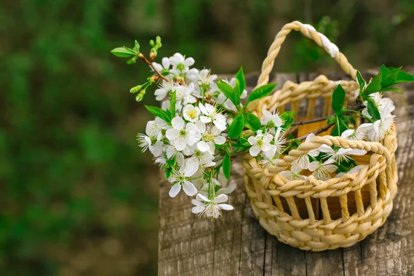 Flores blancas en la cesta — Foto de Stock