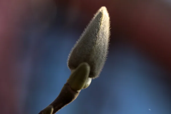 Bahar şubesine Willow — Stok fotoğraf