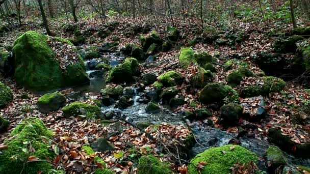 La voz del arroyo en el bosque — Vídeo de stock